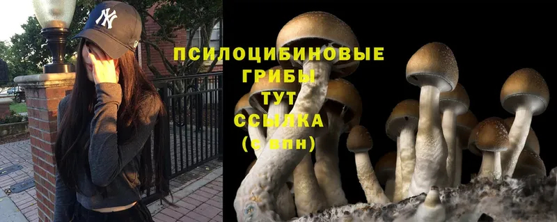 MEGA ONION  Борисоглебск  Галлюциногенные грибы Psilocybine cubensis 